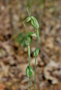 Tall Snail Orchid