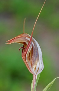Curled-tongue Shell Orchid