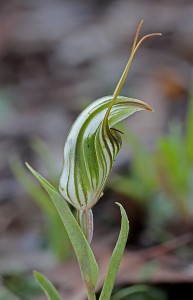 Green-veined Shell Orchid