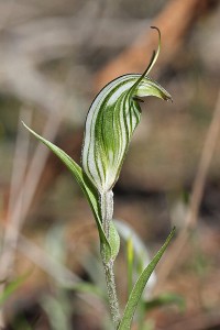 Green-veined Shell Orchid