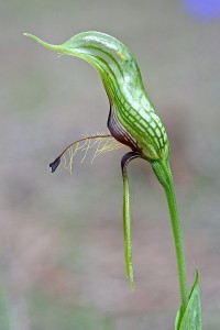 Dwarf Bird Orchid
