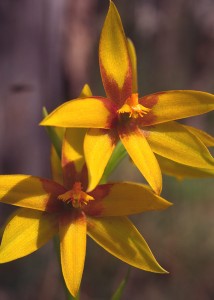 Cinnamon Sun Orchid