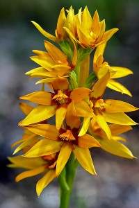 Cinnamon Sun Orchid