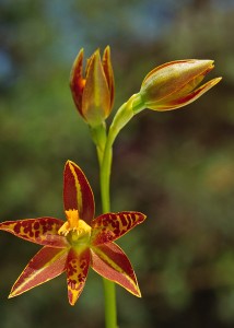 Jackson's Sun Orchid