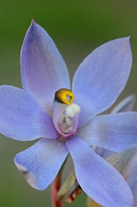Scented Sun Orchid