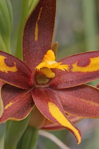 Crystal Brook Star Orchid