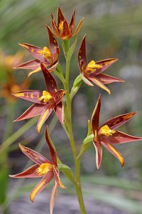 Crystal Brook Star Orchid