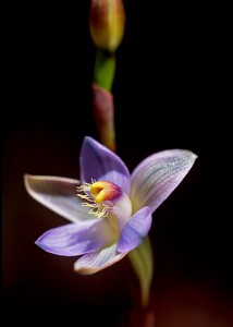 Plum Orchid