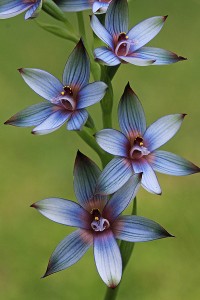 Western Azure Sun Orchid
