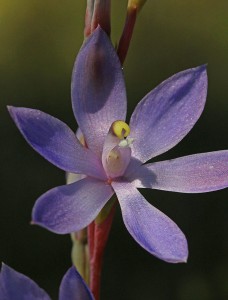 Granite Sun Orchid