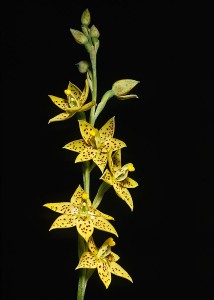 Freckled Sun Orchid