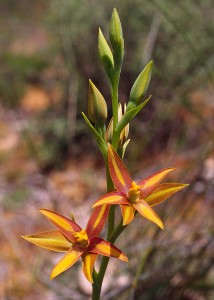Bronze Orchid