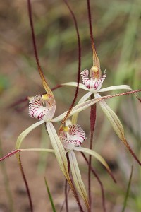 Wispy Spider Orchid