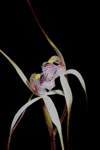 Wispy Spider Orchid