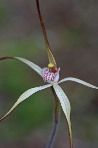 Wispy Spider Orchid