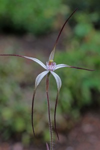 Wispy Spider Orchid