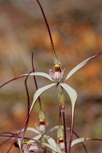 Wispy Spider Orchid