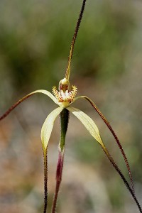 Wispy Spider Orchid