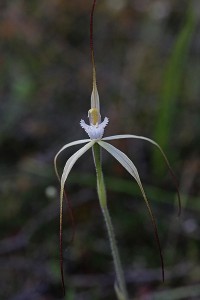 Wispy Spider Orchid