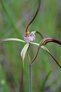 Wispy Spider Orchid