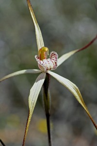 Wispy Spider Orchid