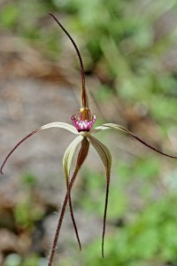 Wispy Spider Orchid