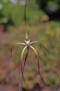 Wispy Spider Orchid