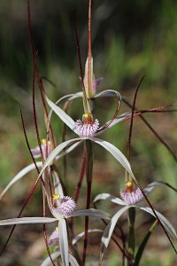 Wispy Spider Orchid