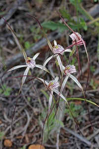 Wispy Spider Orchid