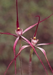 Wispy Spider Orchid