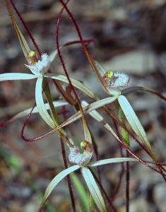 Wispy Spider Orchid