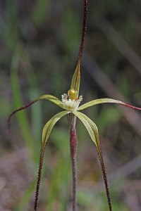 Wispy Spider Orchid