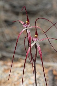 Wispy Spider Orchid