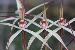 Wispy Spider Orchid