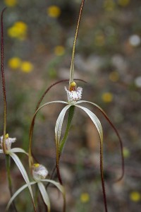 Wispy Spider Orchid