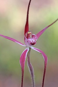 Wispy Spider Orchid