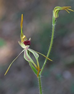 Clubbed Spider Orchid