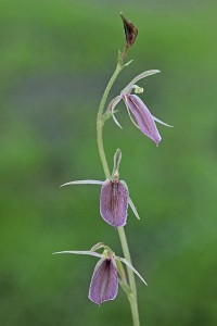 Mosquito Orchid