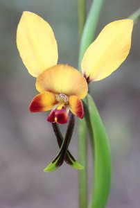Winter Donkey Orchid