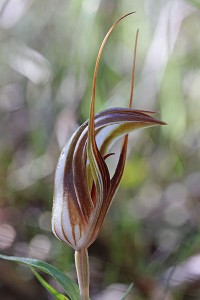 Curled-tongue Shell Orchid