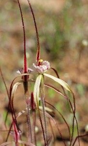 Wispy Spider Orchid