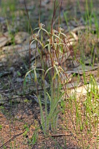 Wispy Spider Orchid