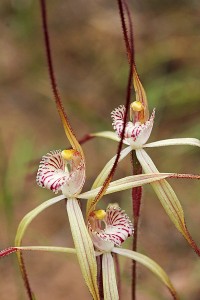 Wispy Spider Orchid