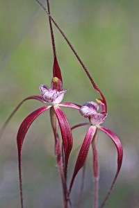Chapman's Spider Orchid