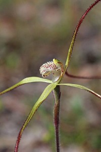 Yellow Spider Orchid