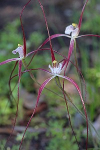 Ruby-red Spider Orchid