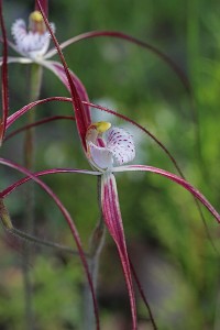 Ruby-red Spider Orchid