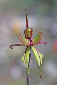 Purple-veined Spider Orchid