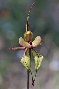 Purple-veined Spider Orchid