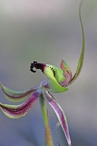 Smooth-lipped Spider Orchid